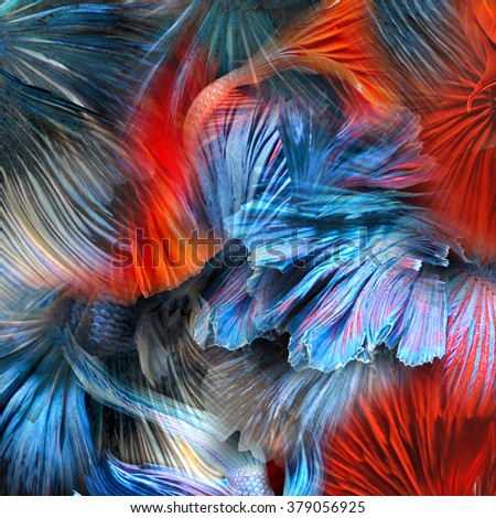 abstract colorful fighting beta fish 