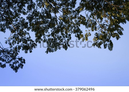 Green leaves with blue sky in the park.