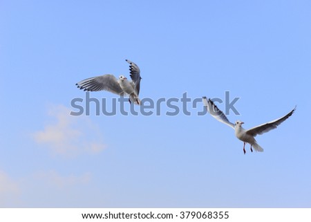 White seagull soaring in the blue sky