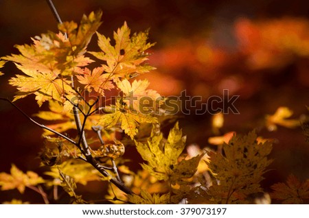 Autumn, maple leaves, yellow tree on blurred background