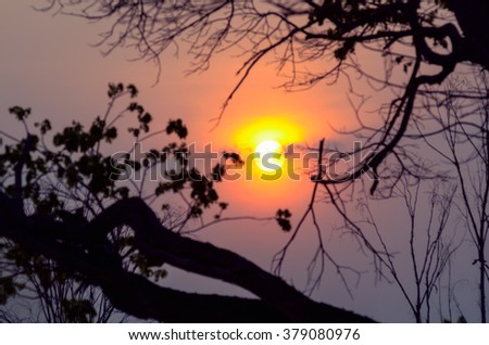 Beautiful  landscape  with the sunlight on the branches.