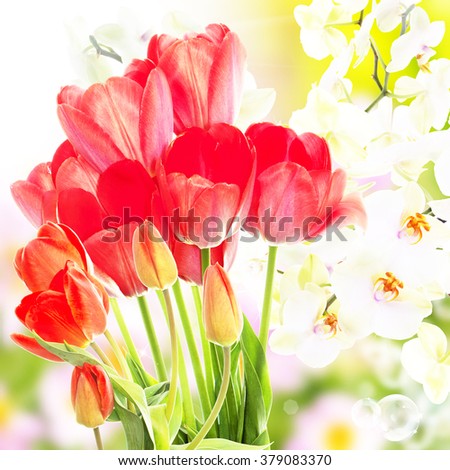 Fresh red tulips  and flowers orchid.Springtime picture