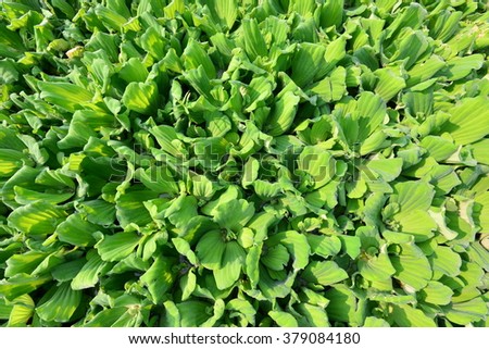 background of Pistia stratiotes Linn.-water plant