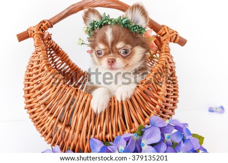 Cute Chihuahua  puppy wearing  crown sitting in a basket on white background.