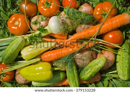 A close up of the fresh vegetables: carrot; onion; tomato; pepper; cucumbers; potato; parsley; dill.