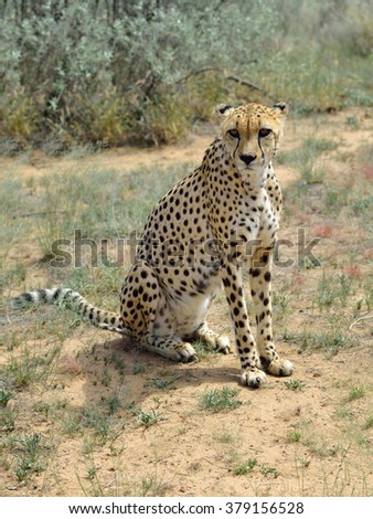 Wild Cheetah In African Savannah, Namibia