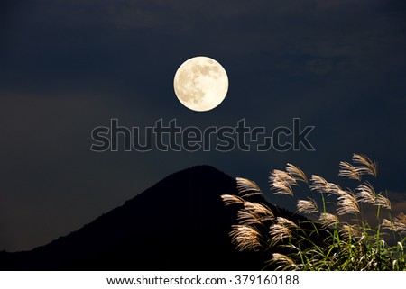 Japanese pampas grass and the full moon