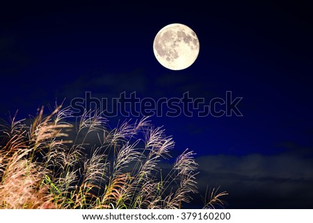 Japanese pampas grass and the full moon