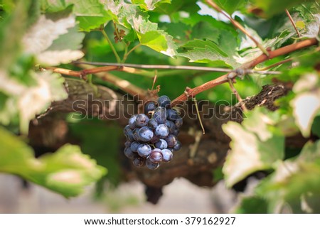 grapes on a Bush in the garden summer