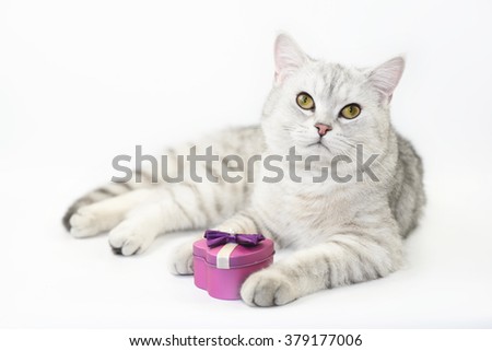 Lovely cat with gray-white hair.
