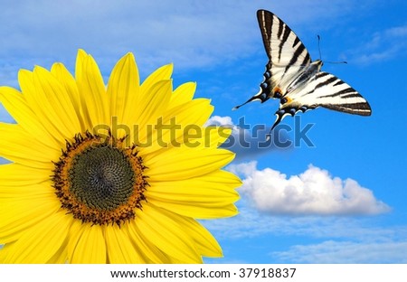beautiful sunflower with tiger swallowtail