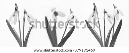 Black and white Snowdrops isolated on white background for easy cut out / the first flowers this year / blooming