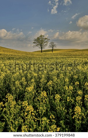 Oil seed rape field in early spring, Europe