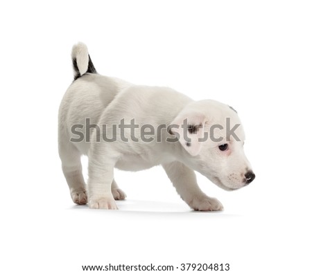 Playful Jack Russell Terrier puppy isolated on white background. Side view, standing.
