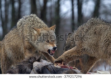 aggressive wolves to prey, Belarus Royalty-Free Stock Photo #379217296