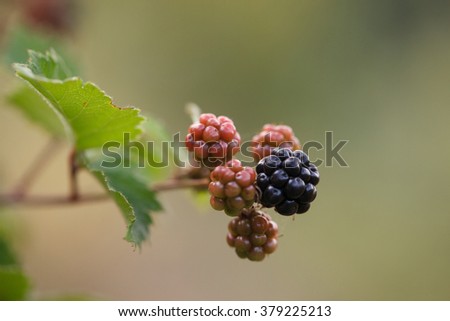blackberry berries on a branch