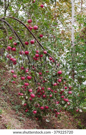 apples on a branch