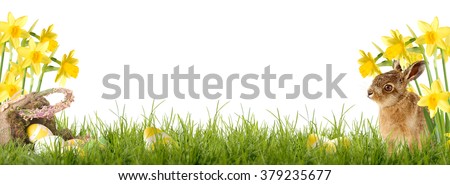 Easter bunny sitting in front of Daffodil with an Easter basket and Easter eggs Royalty-Free Stock Photo #379235677