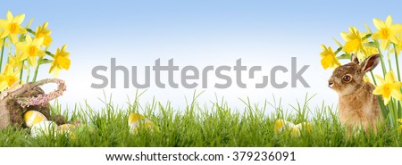 Easter bunny sitting in front of Daffodil with an Easter basket and Easter eggs Royalty-Free Stock Photo #379236091