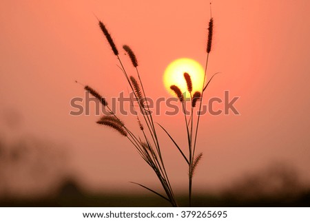 Silhouette of grass in sunset background