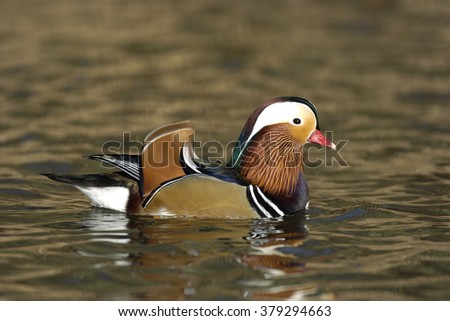 Madarin Duck, Drake, Aix galericulata