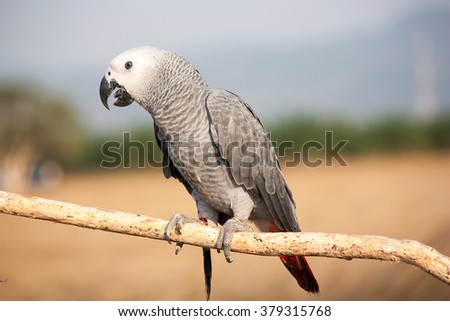 Parrot on a perch on wooden background nature in the evening.