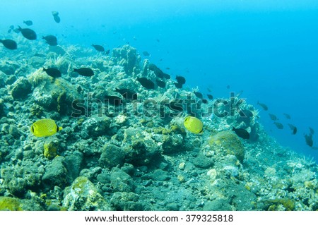 Abstract underwater scene of Tulamben, Bali, Indonesia.