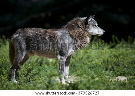 Portrait of a timberwolf in summer