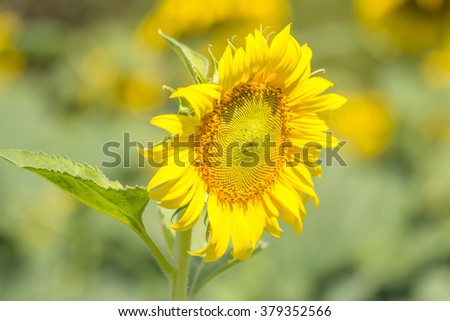 Sunflower shallow dof