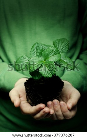 Child's hands holding strawberry baby plant
