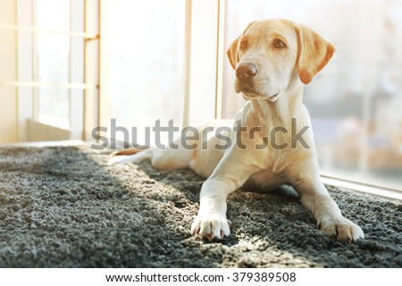 Cute Labrador dog on gray carpet, closeup Royalty-Free Stock Photo #379389508