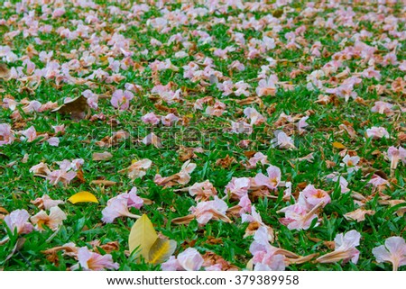 pink fallen flowers on green grass