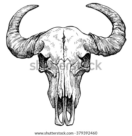 Buffalo skull- hand drawn vector illustration, isolated on white