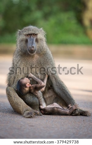 Baboon Mother and Suckling Baby