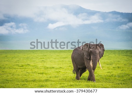 Male Elephant Walking in Ngorongoro Crater