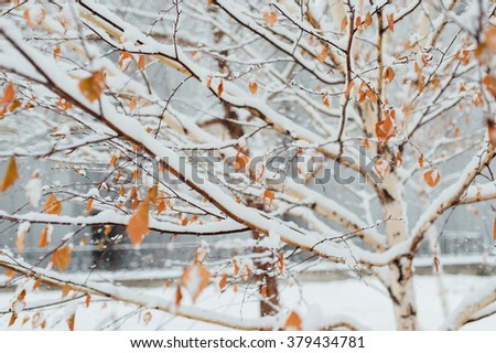 Birch in snow