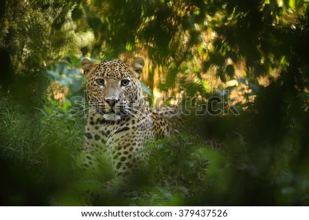 Sri Lankan leopard lying hidden in dense vegetation and looking around