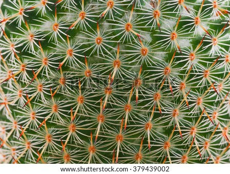 texture of cactus Royalty-Free Stock Photo #379439002