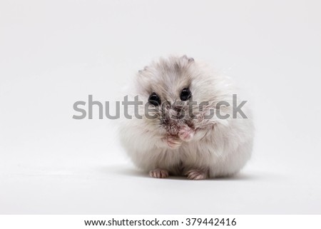 White little hamster on white background