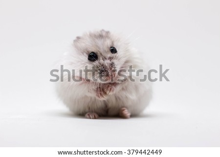 White little hamster on white background