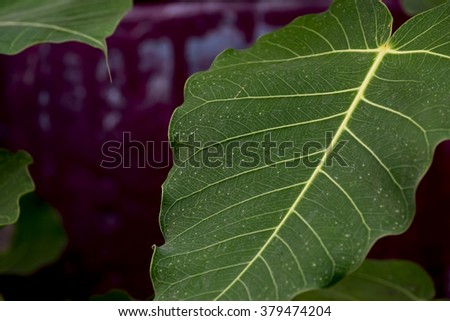 Bodhi or pho leaves and tree