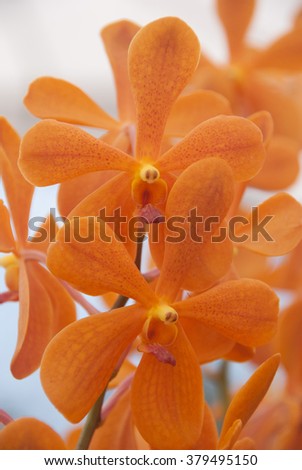 Orange Orchid fresh beautiful  flower on nice blur background