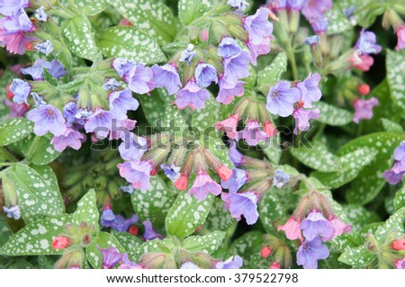 Violet lungwort with leaves