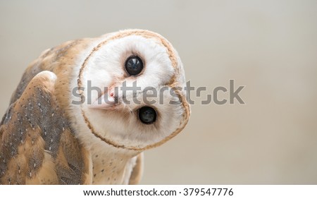 common barn owl ( Tyto albahead ) head close up Royalty-Free Stock Photo #379547776