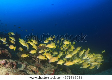 Coral reef and snappers fish
