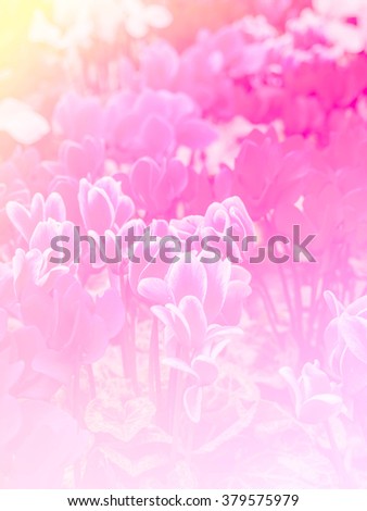 Beautiful Tulip flowers silhouette in soft focus and pink pastel tone filtered image background