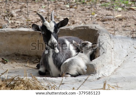 picture of a pygmy goats in front of a steel fence