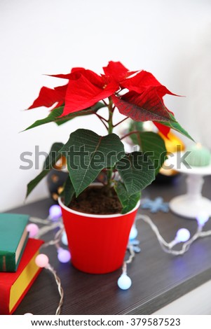 Christmas flower poinsettia and decorations on shelf with Christmas decorations, on light background