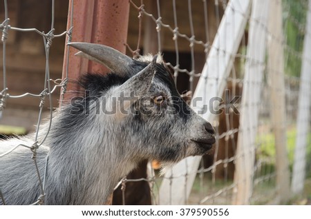 picture of a pygmy goats in a steel fence
