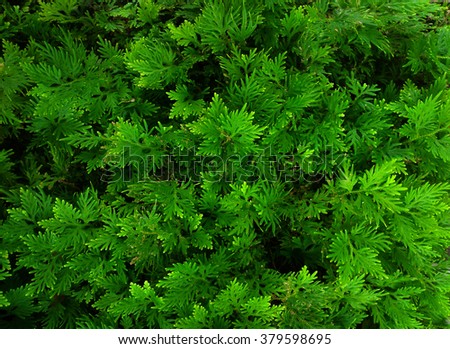 great green bush of fern in the forest. fern background
